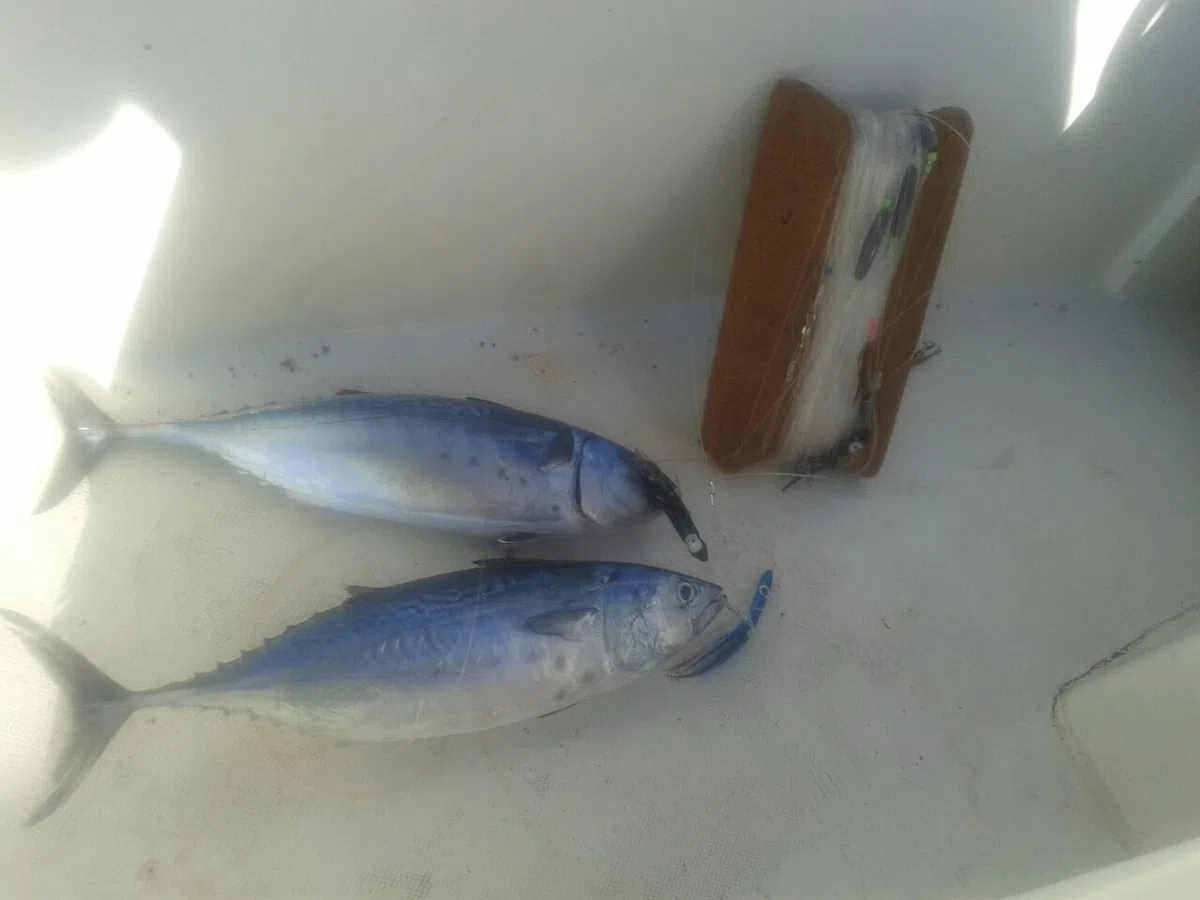 TRAINA FILOSA con PIUMETTE E Octopus per LAMPUGHE TONNETTI E PALAMITE